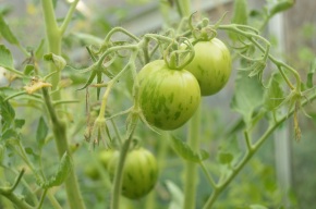 Tomatoes waiting to ripen