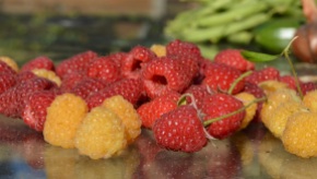 freshly picked raspberries